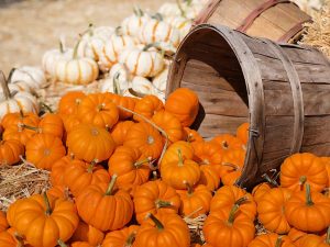 pumpkin patch 2020