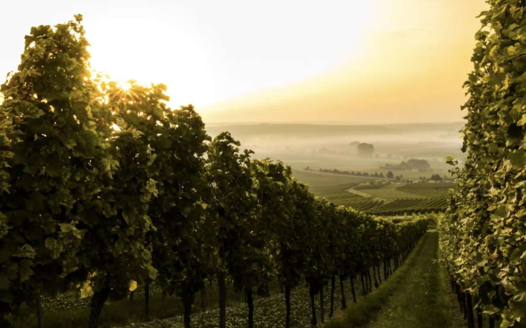 The Beaujolais Nouveau Is Here! Where to Celebrate 2025 Millesime in the Bay?